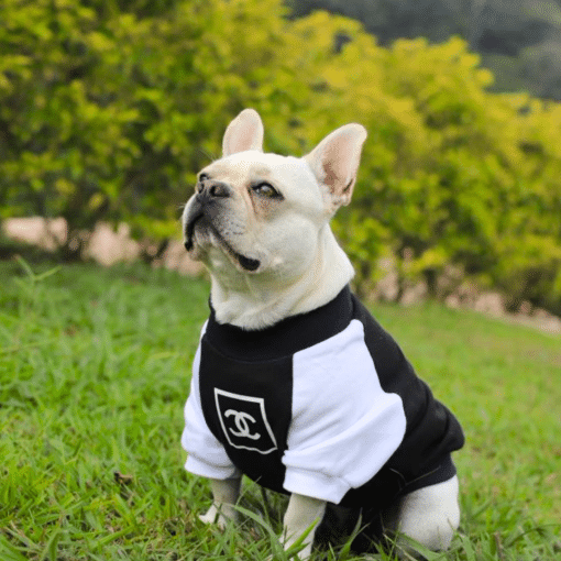 un perro pequeño con una camisa blanca y negra