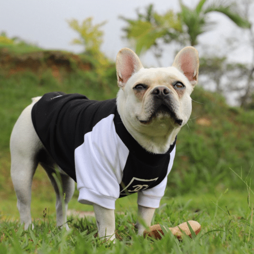 un perro pequeño con una camisa blanca y negra
