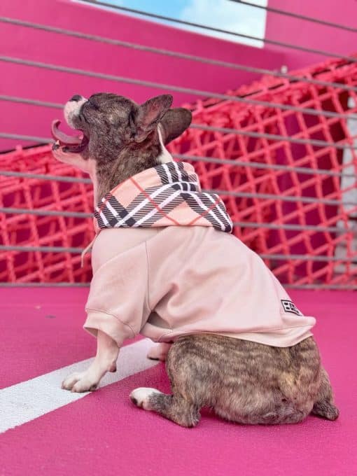 un perro pequeño con una camisa rosa y una bufanda