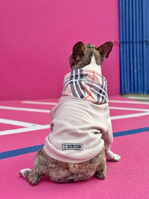 un perro pequeño que lleva un suéter y una bufanda