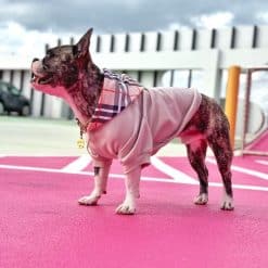 un perro pequeño con un suéter rosa parado en medio de un estacionamiento