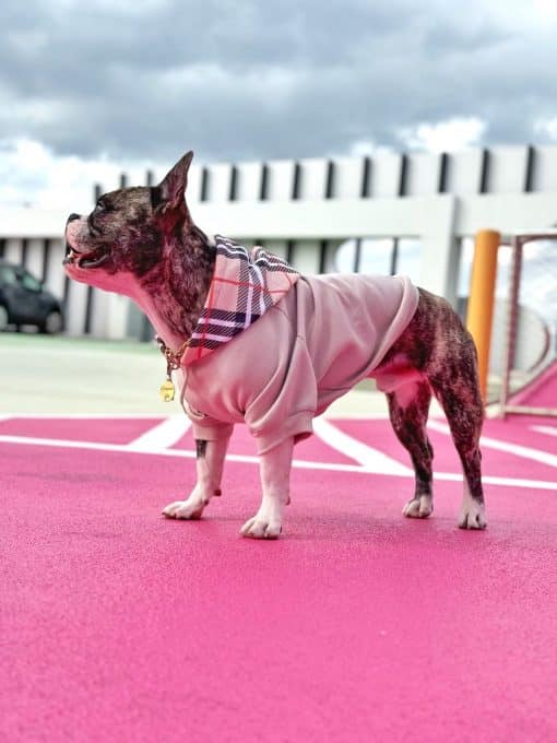 un perro pequeño con un suéter rosa parado en medio de un estacionamiento