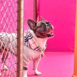 un perro pequeño con un suéter parado junto a una valla