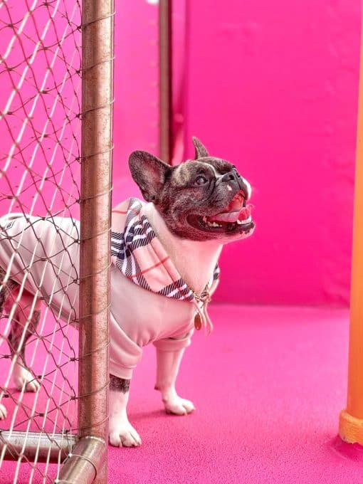 un perro pequeño con un suéter parado junto a una valla