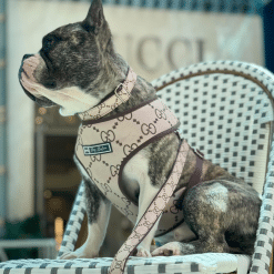 un perro sentado en una silla con un arnés