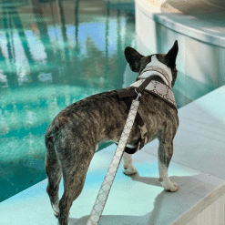 Un perro con arnés junto a una piscina.