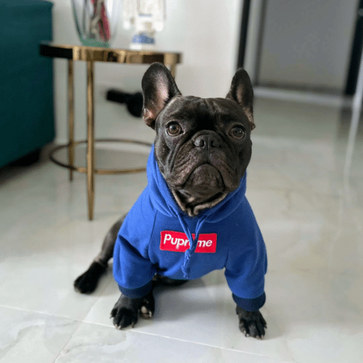un pequeño perro negro con una camisa azul