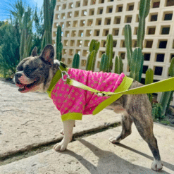 un perro pequeño vestido con un traje rosa y verde