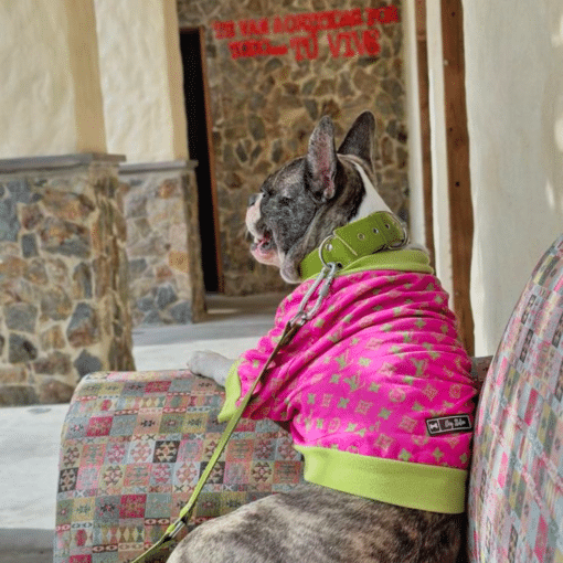 un perro con una chaqueta rosa y verde sentado en un sofá