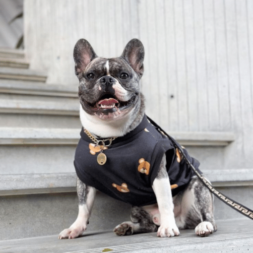 un perro pequeño con una camisa sentado en las escaleras