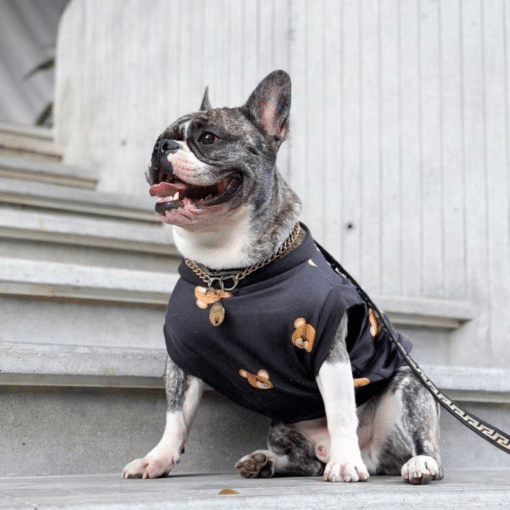 un perro pequeño con camisa negra y correa