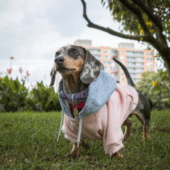 un perro pequeño con un suéter rosa y un collar azul