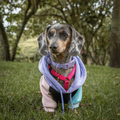 un perro pequeño con una bufanda morada y azul