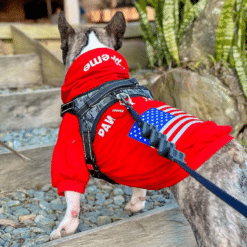 un perro pequeño que llevaba una chaqueta roja con una bandera americana