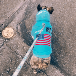 un perro pequeño que llevaba una chaqueta azul con una bandera americana