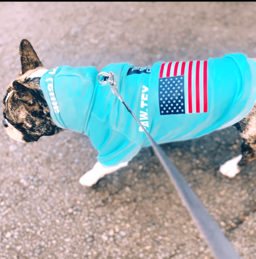 un perro pequeño con una camisa azul con una bandera americana