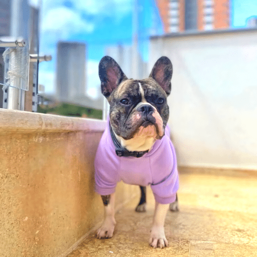 un perro pequeño con una camisa morada parado junto a una pared