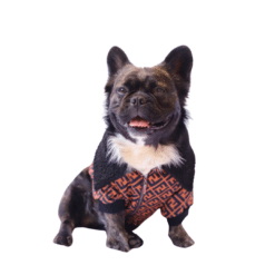 un perro pequeño lleva un suéter