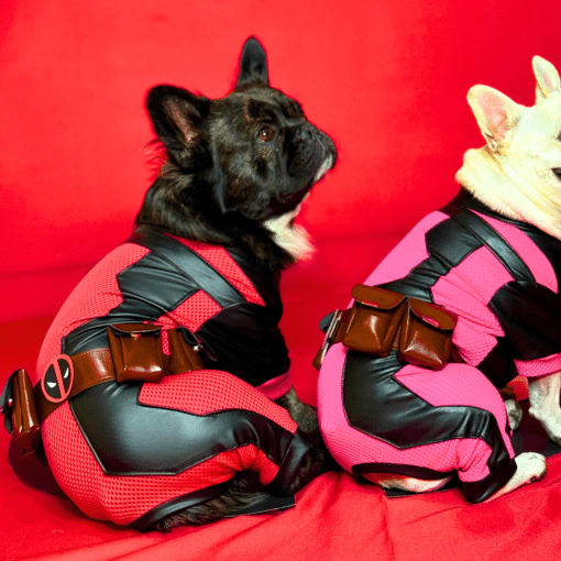 Un par de perros sentados encima de un sofá rojo.