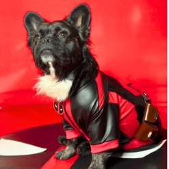 Un perro blanco y negro con un traje de cuero.