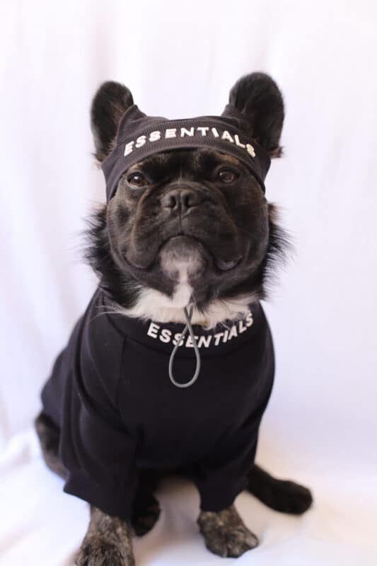 Un perro blanco y negro con una camisa negra.