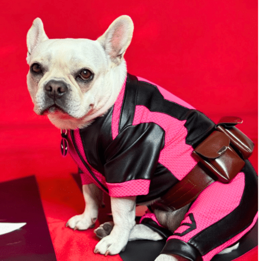 Un perro pequeño con un traje rosa y negro.