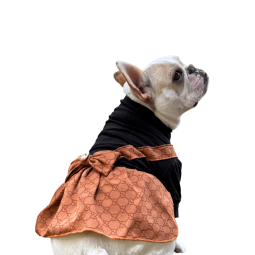 Un perro pequeño con una chaqueta naranja y negra.