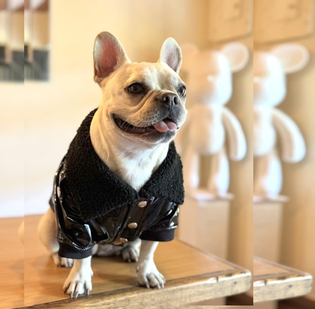 Un perro pequeño sentado encima de una mesa de madera.