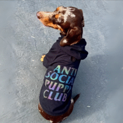 Hoodie Anti Social Puppy Club